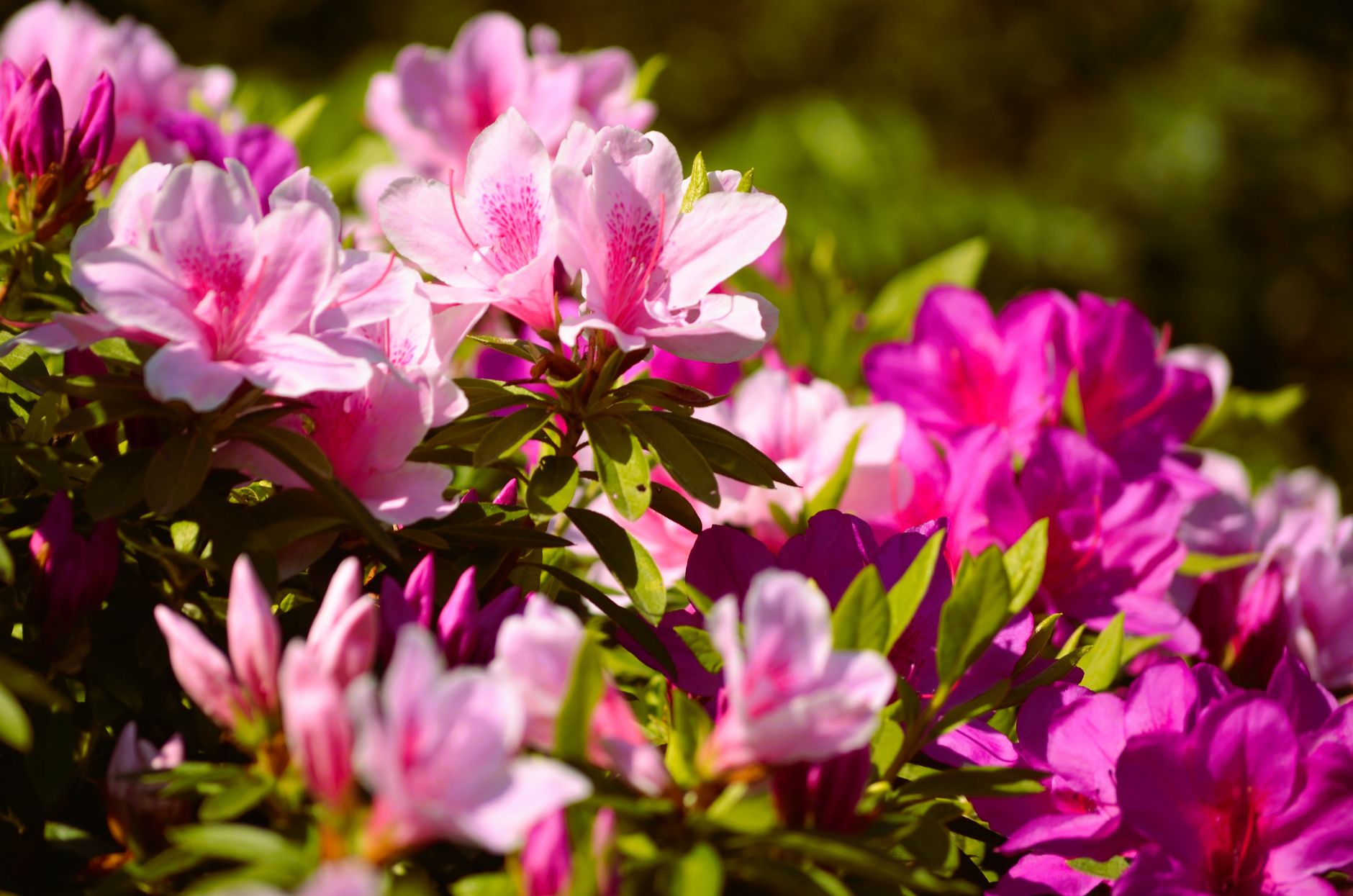 Rhododendron