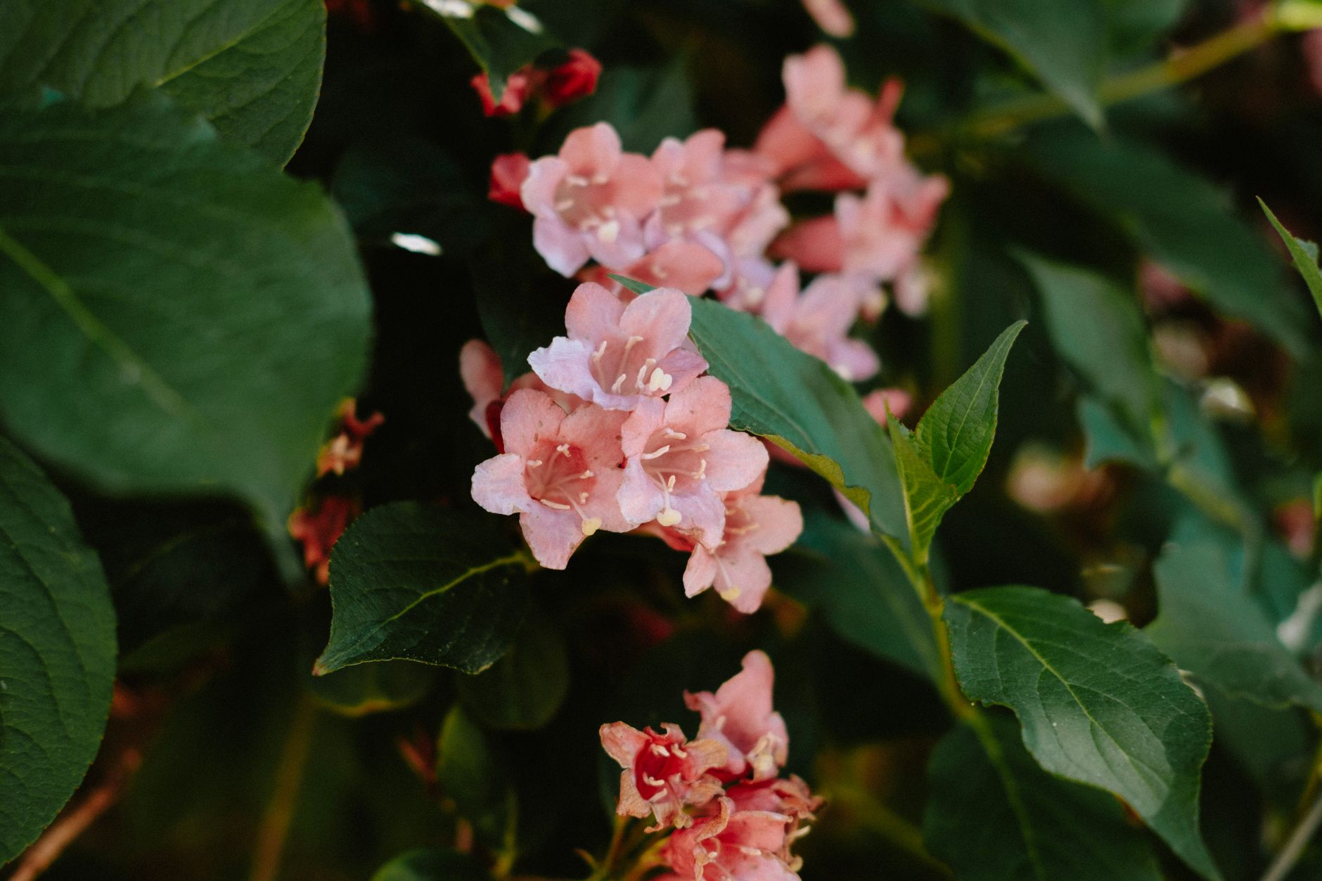 Weigela