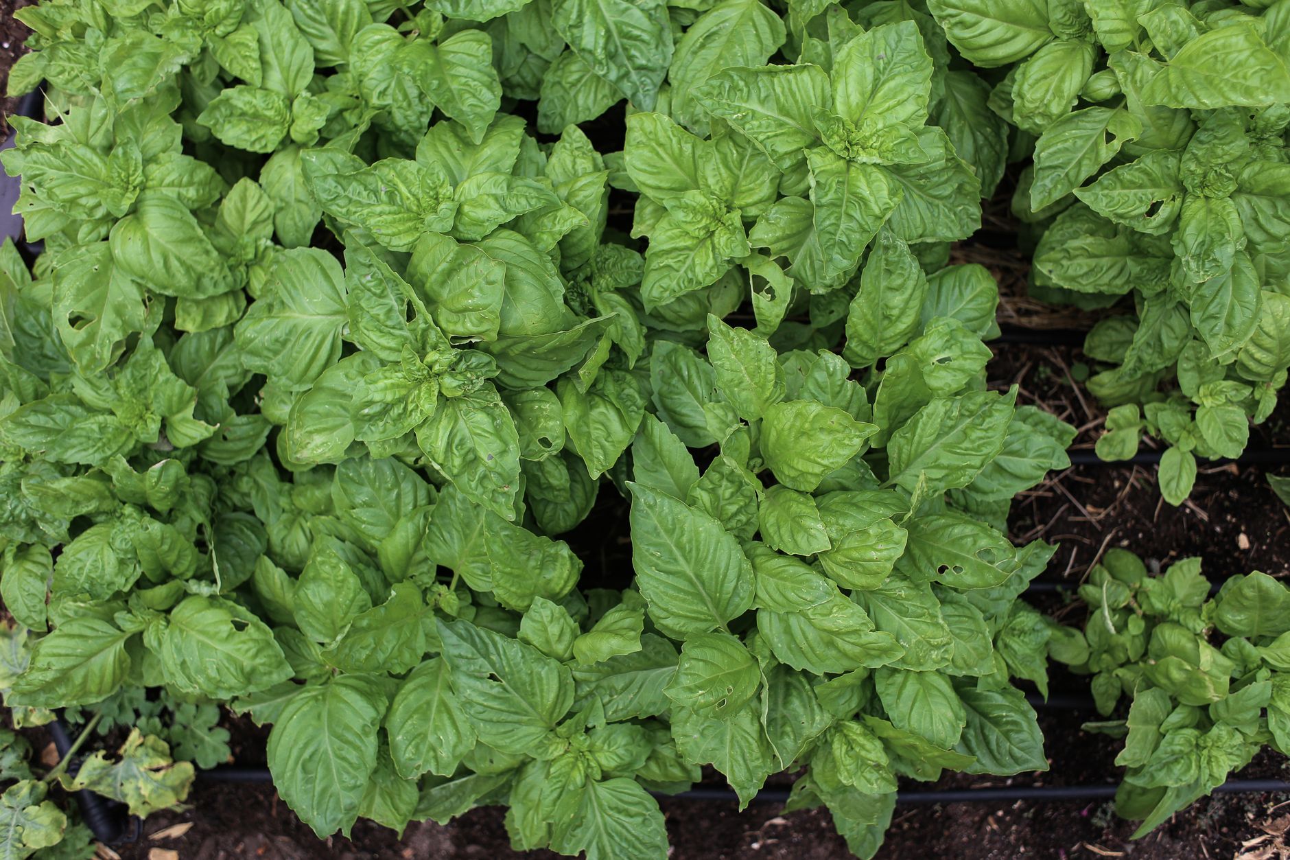 Basilic
