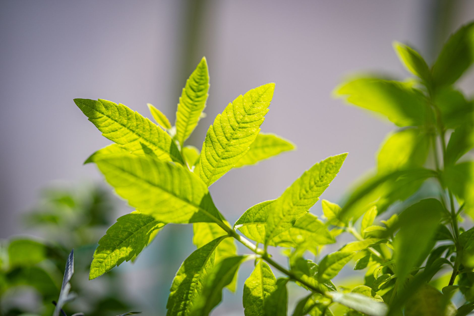 Verveine citronnelle