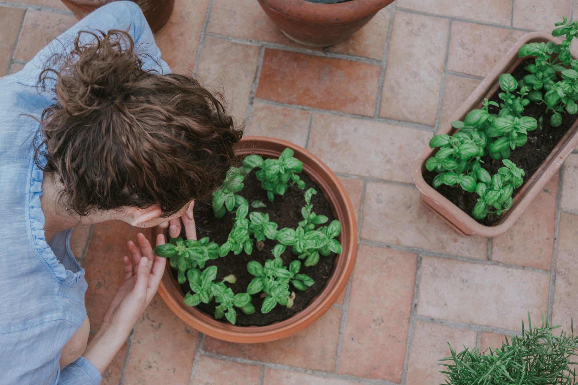 Plantes Aromatiques avec la Lune