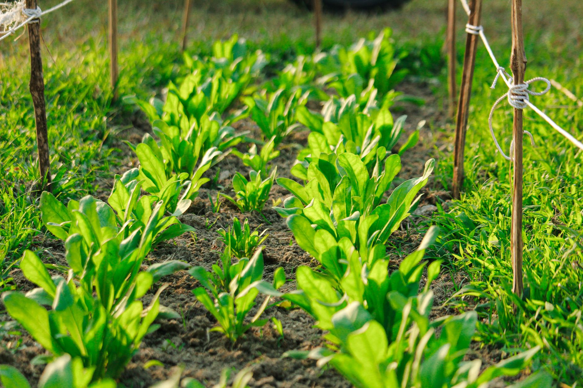 Potager & Légumes avec la Lune