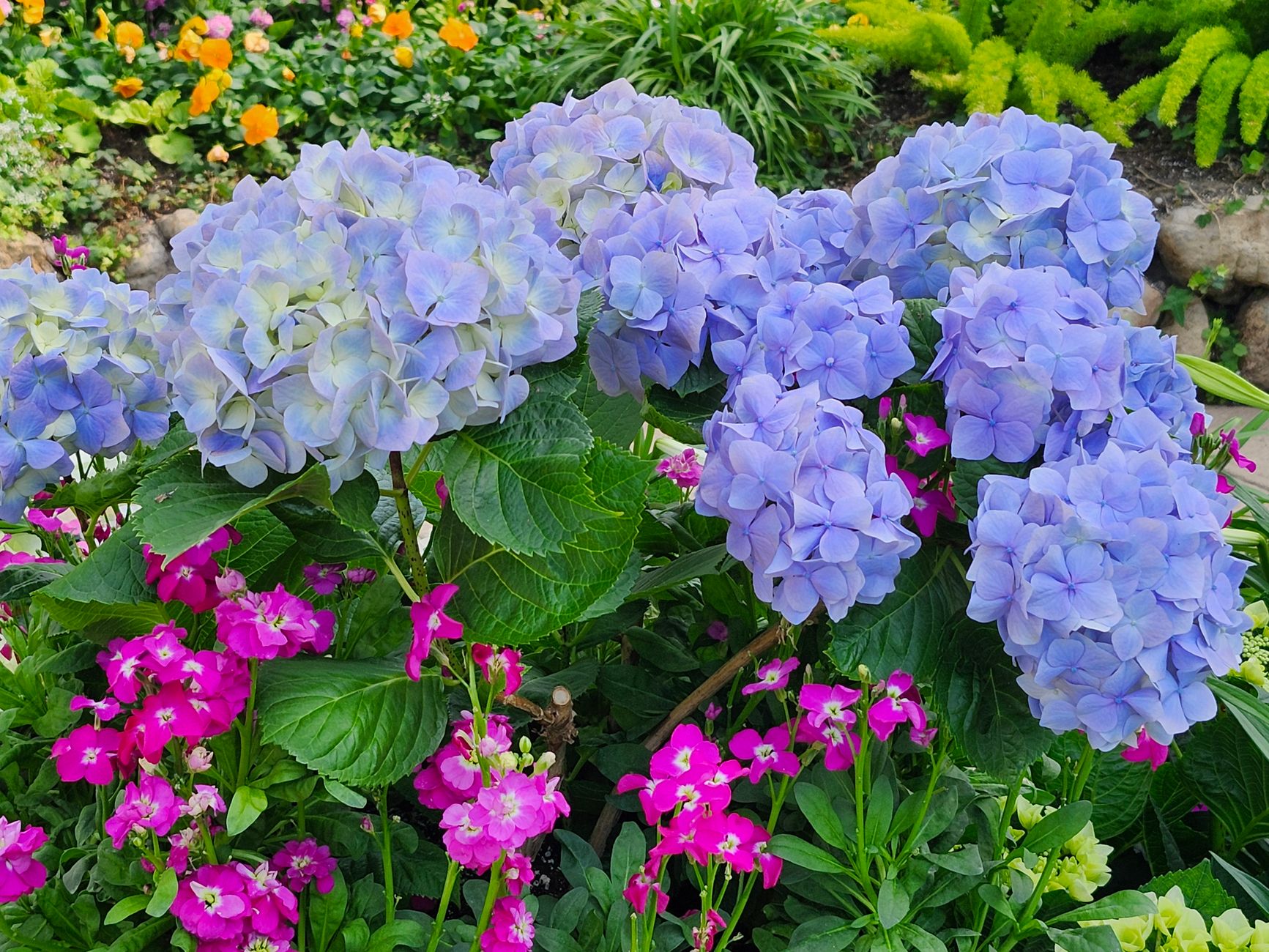 Hortensia
