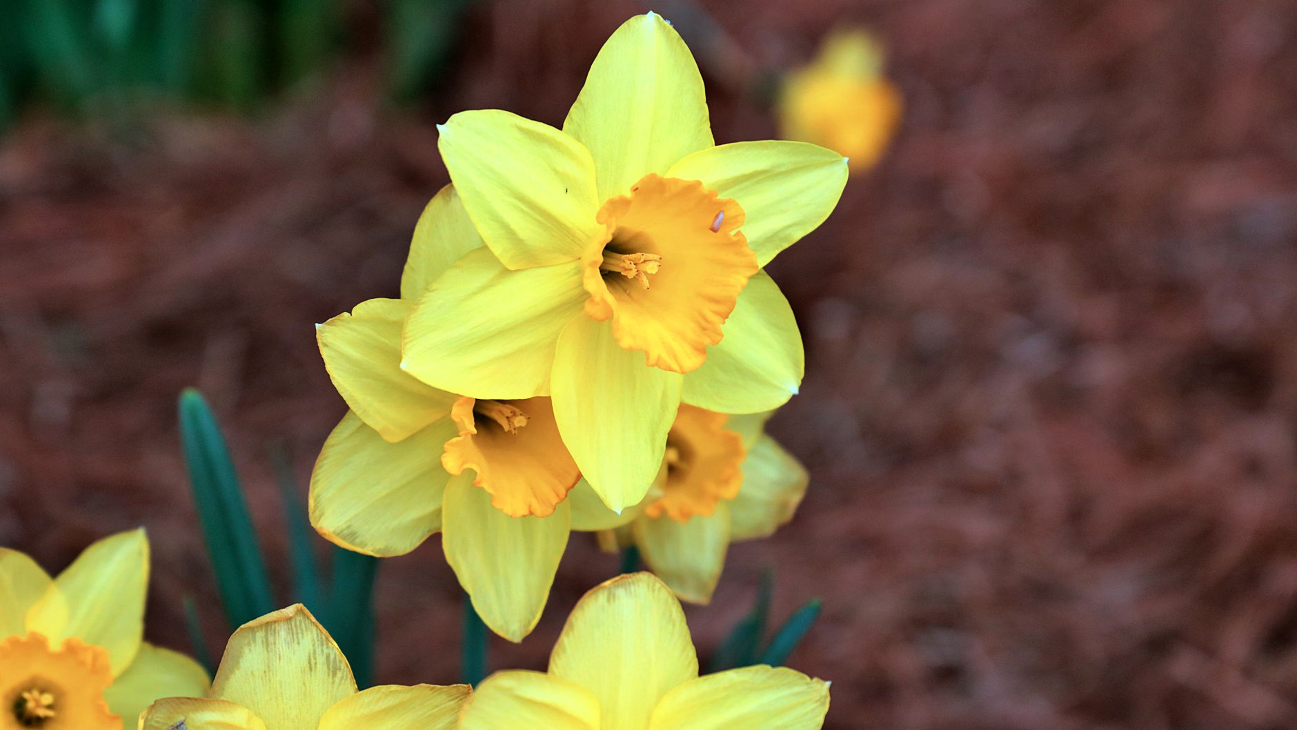 Narcisse