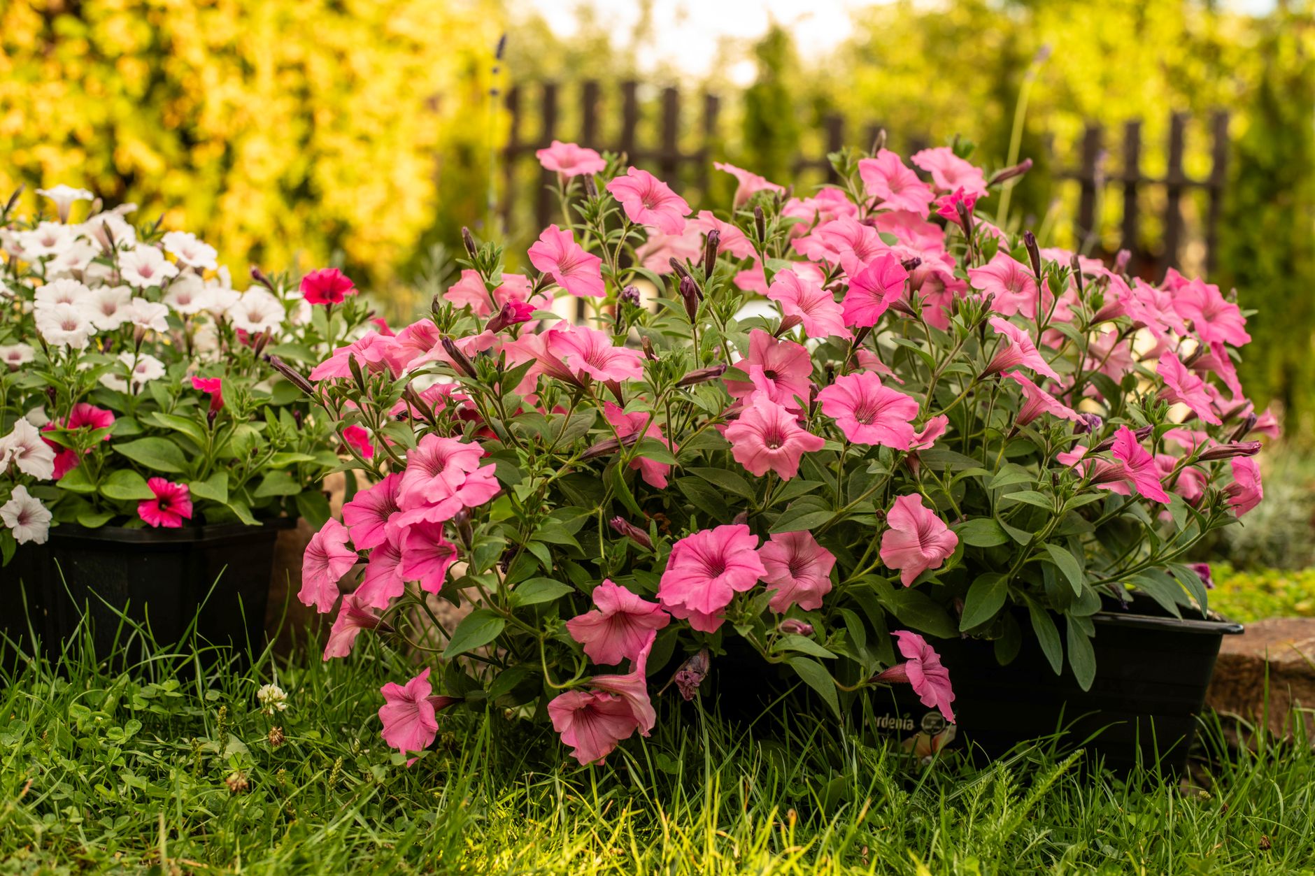 Pétunia