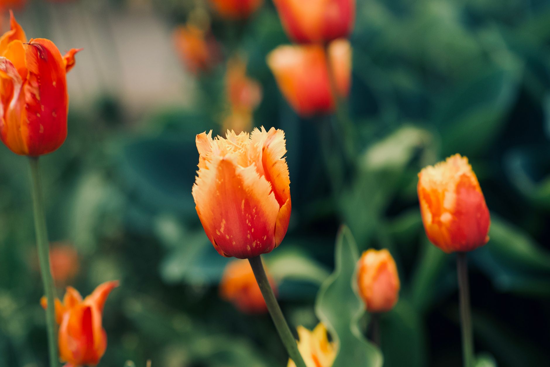 Tulipe