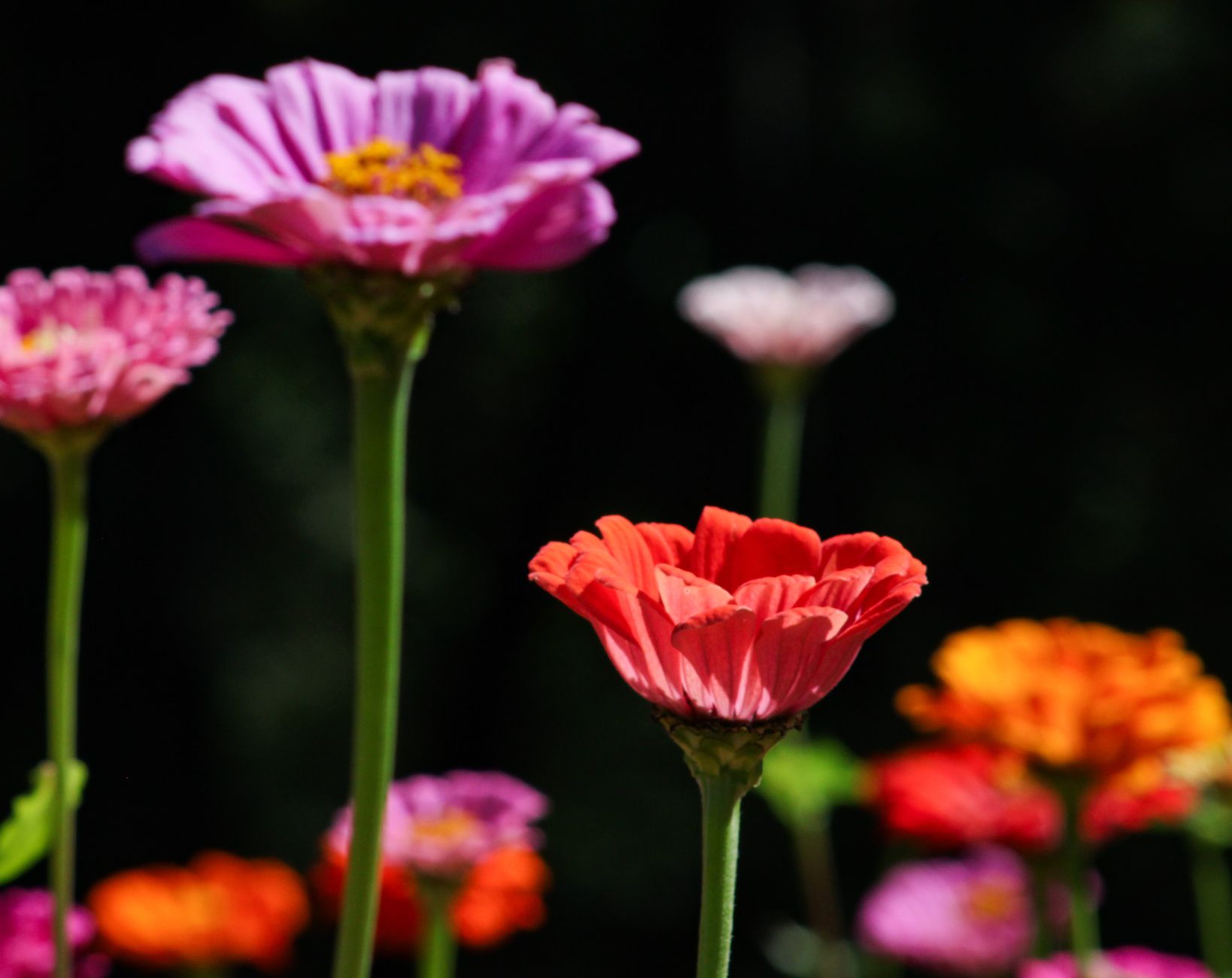 Zinnia