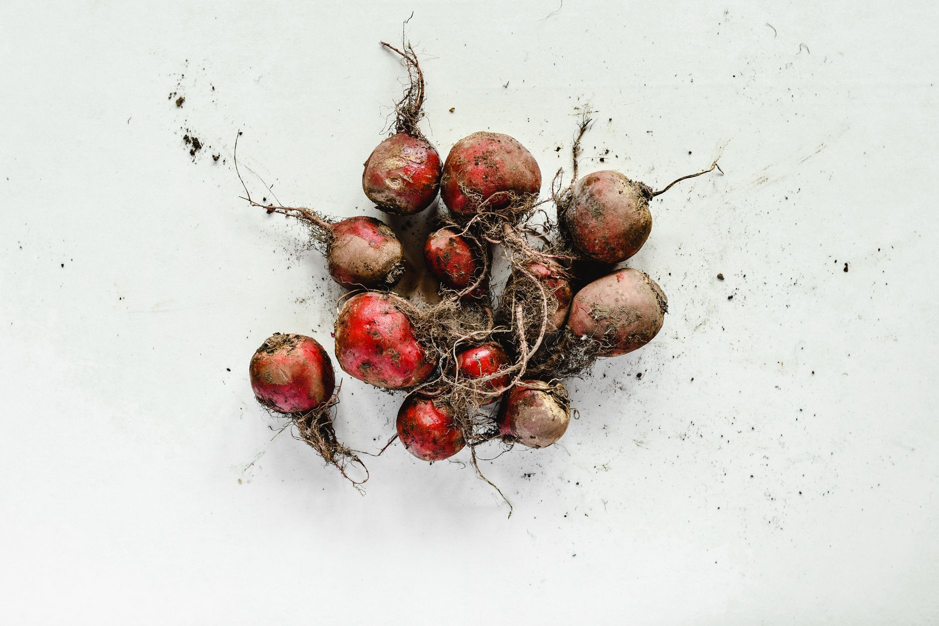 Betterave, légume racines