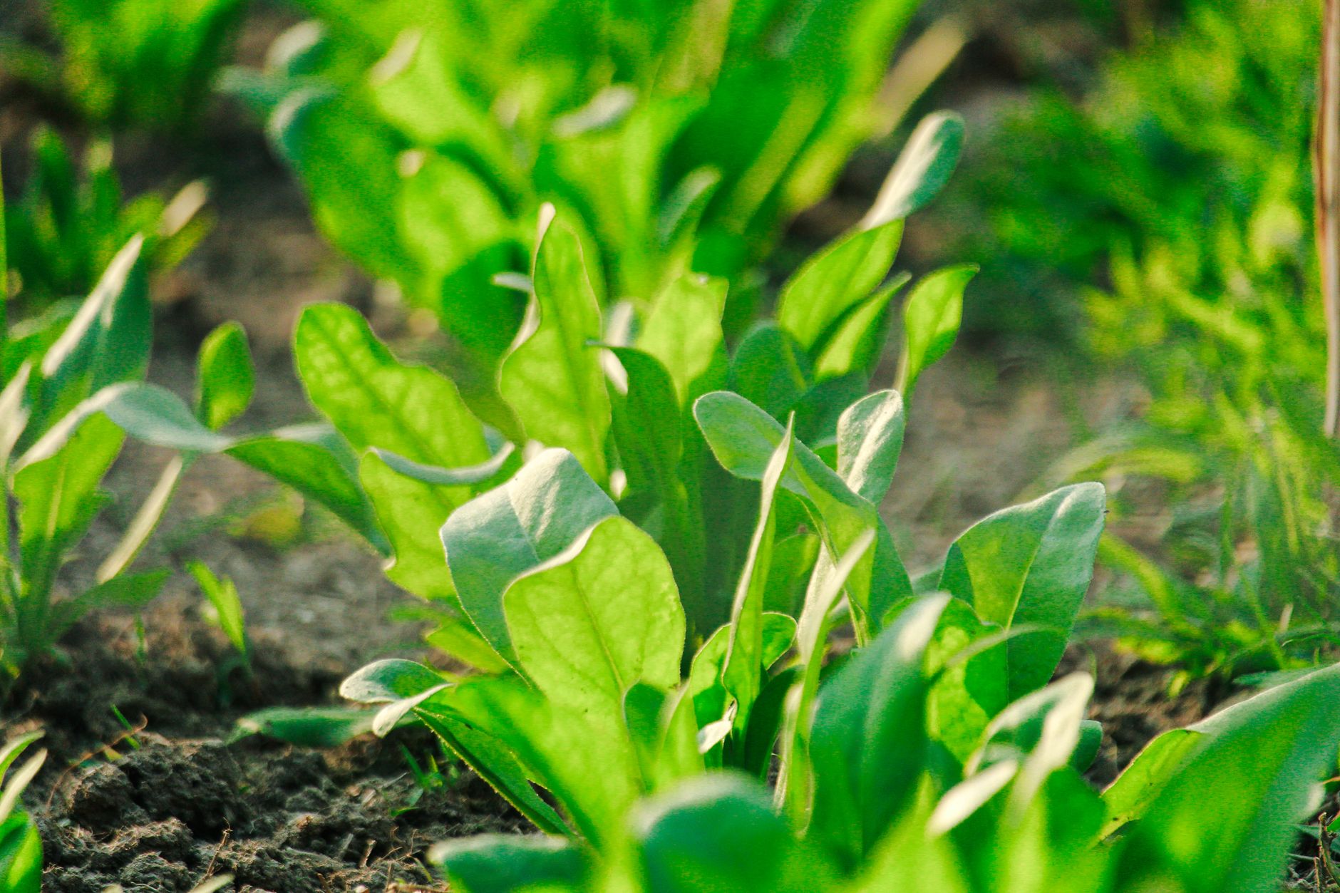 Épinard, légume feuilles