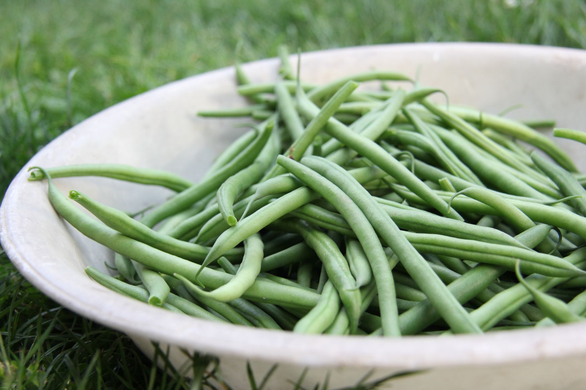 Haricot vert, légume fruits