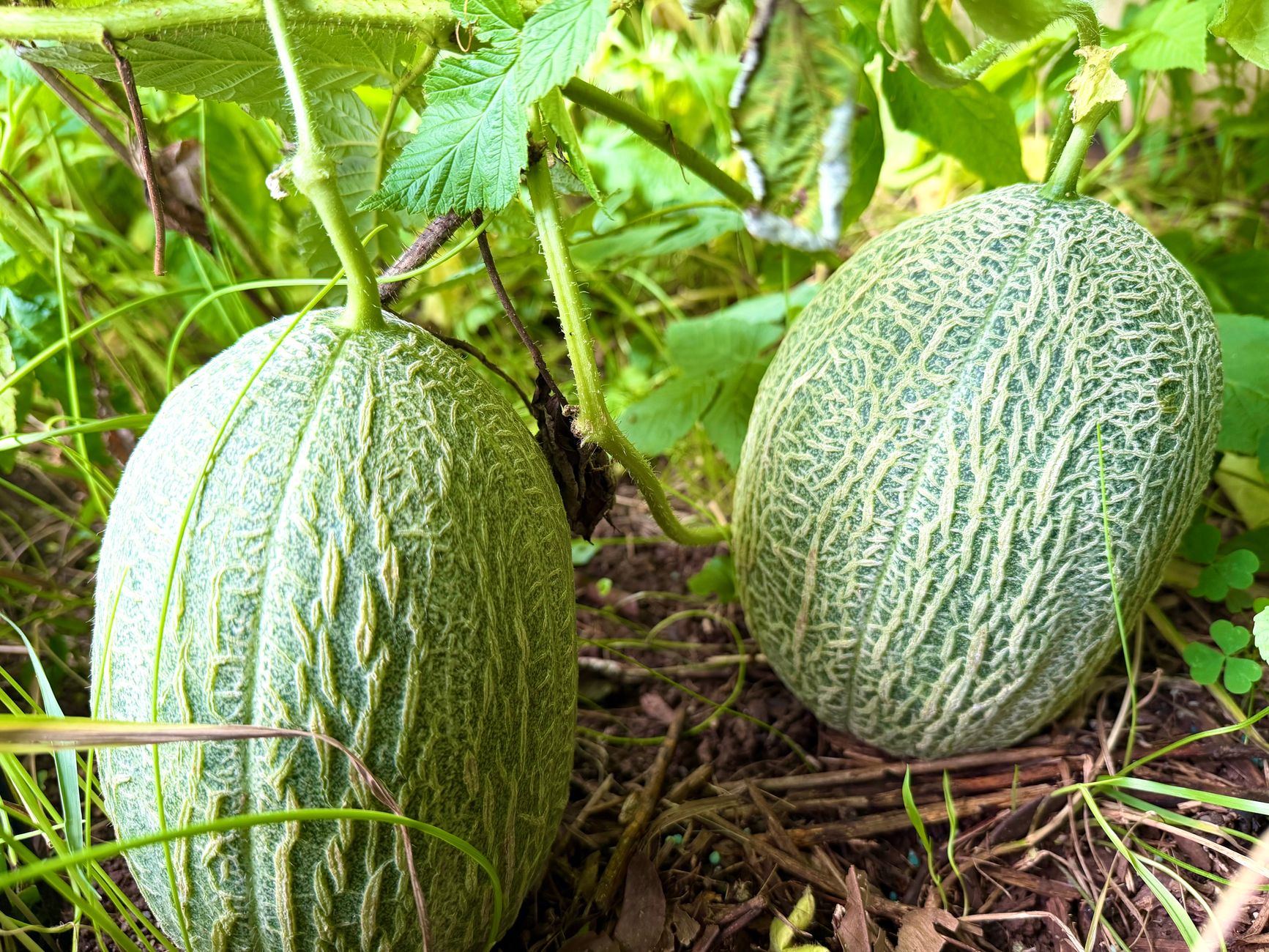 Melon, légume fruits