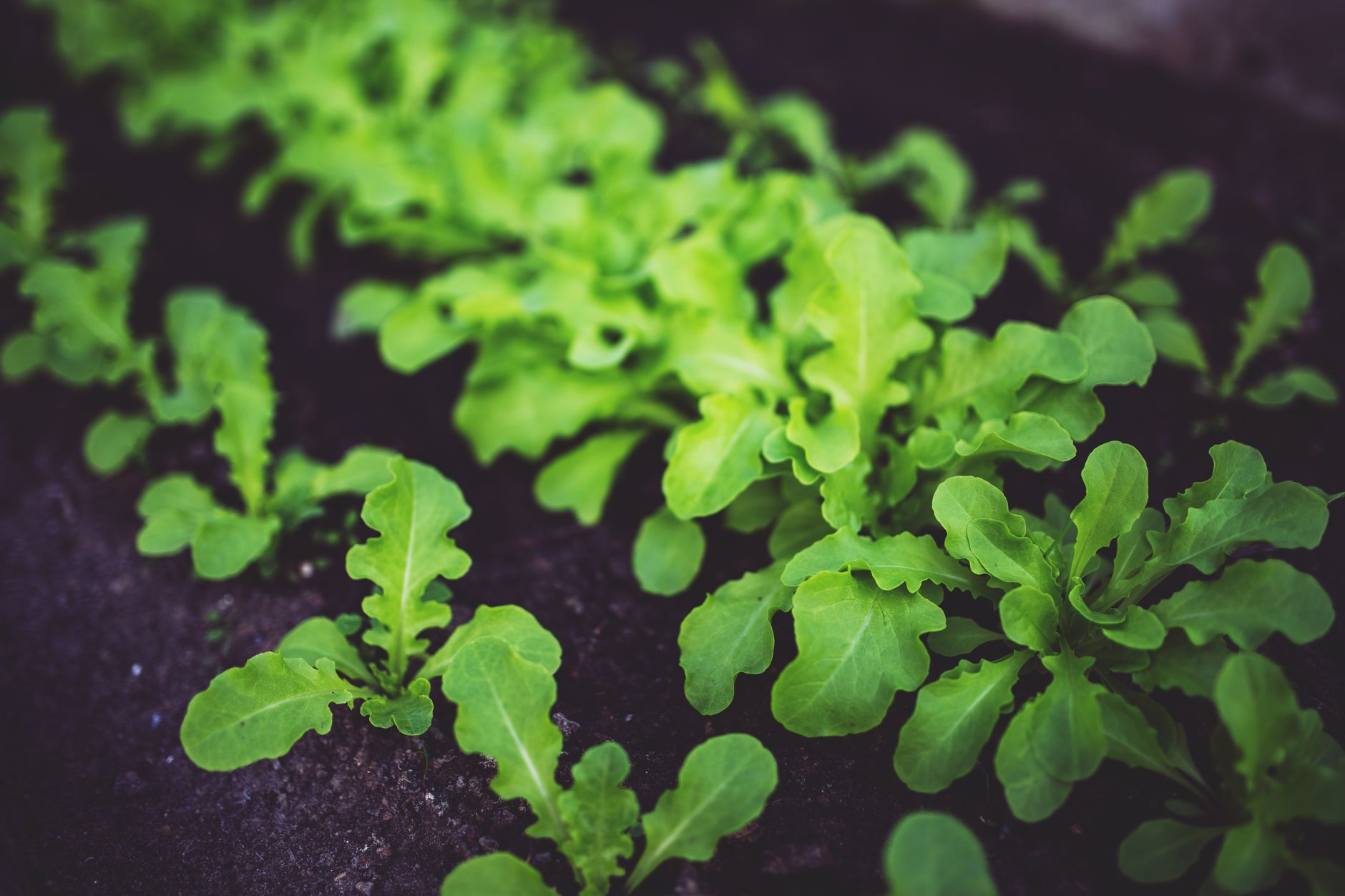 Roquette, légume feuilles